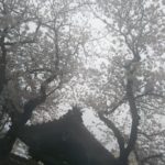 洪福寺の桜