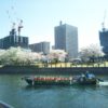 横浜は桜が満開♪