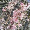 横浜は今桜が満開