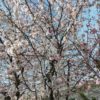 内見と弘明寺＆大岡川の桜