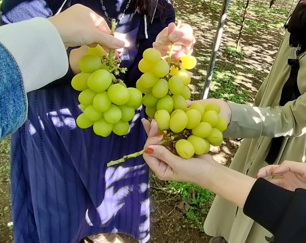 バスツアー、シャインマスカット狩り🍇