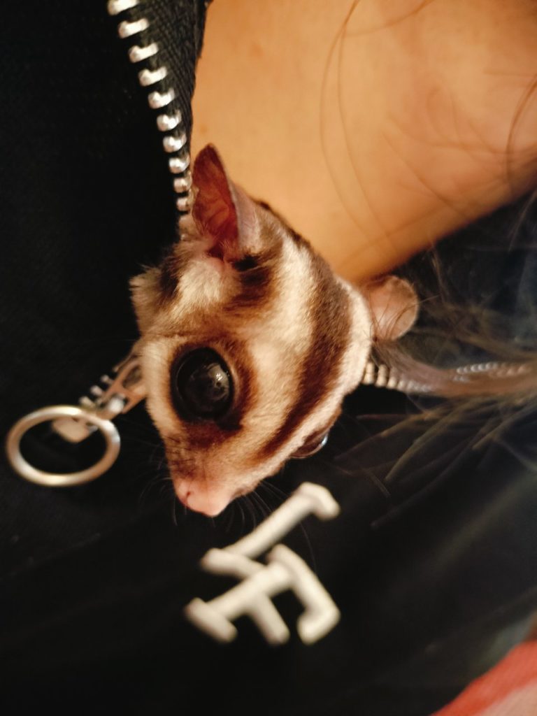 上大岡訪問、モモンズの爪切り