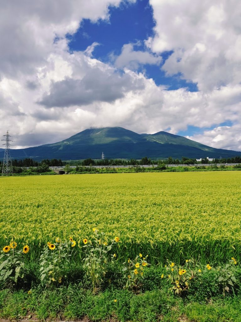 夏休み、ちょっとだけ帰省🌻